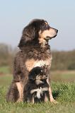 DOGUE DU TIBET 570